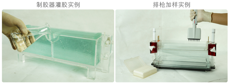 北京六一DYCZ-20G型DNA序列分析電泳儀實(shí)例 北京六一DYCZ-20G型DNA序列分析電泳儀實(shí)例